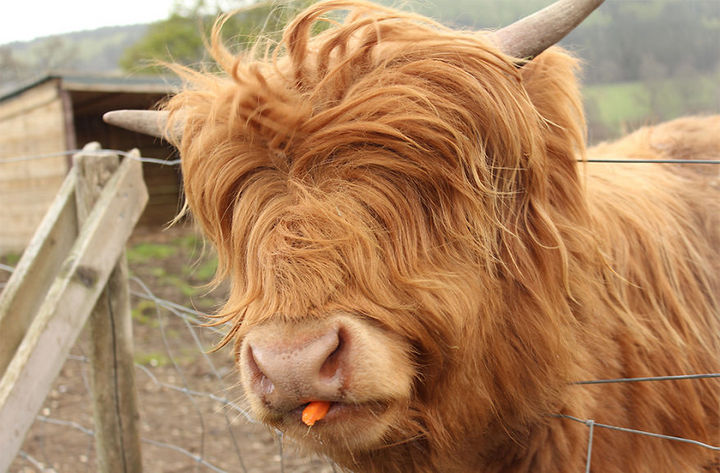 17 Animals with Long Hair and Gigantic Hairstyles