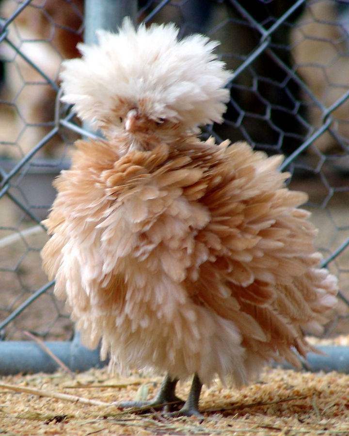 17 Animals That Have Luscious Hair - This Polish Buff Laced chicken is a Phyllis Diller Wannabe.