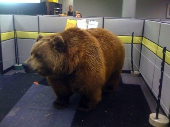 25 Office Pranks - Do NOT feed the bears.