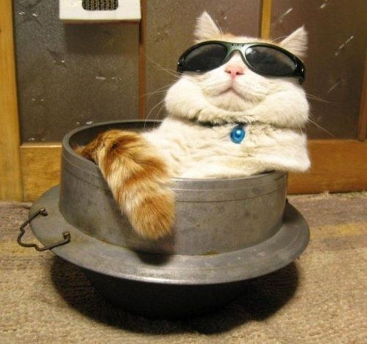 30 Funny Cat Pictures - "I am so much cooler than you. Deal with it."