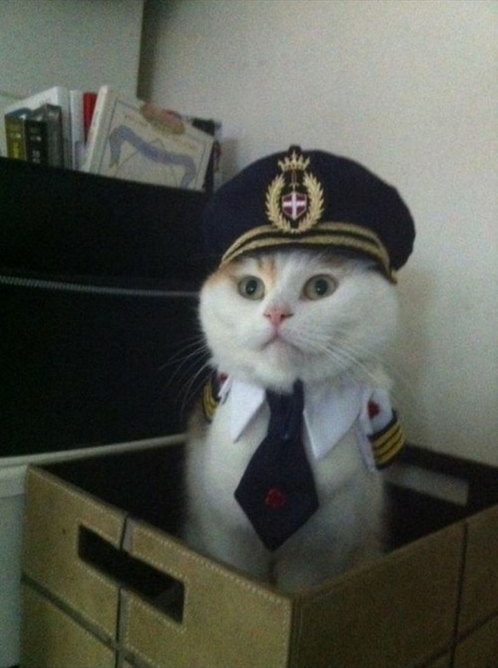 30 Funny Cat Pictures - "All aboard!!"
