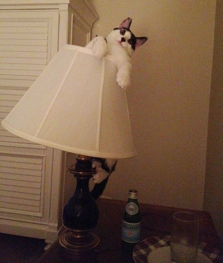 30 Funny Cat Pictures - "Help, I am holding on for dear life here."
