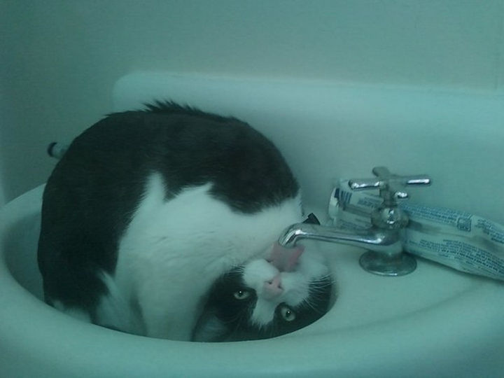 30 Funny Cat Pictures - "Nope, I don't have a drinking problem."