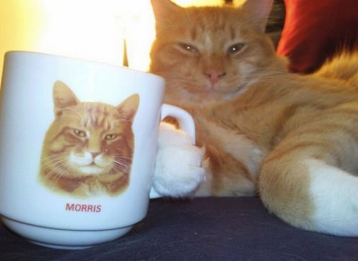 30 Funny Cat Pictures - "I've got my own mug, see!"