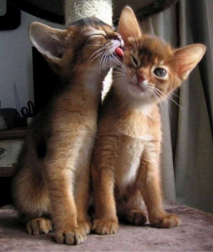 30 Funny Cat Pictures - "Come here my love, you have a little something on your cheek."