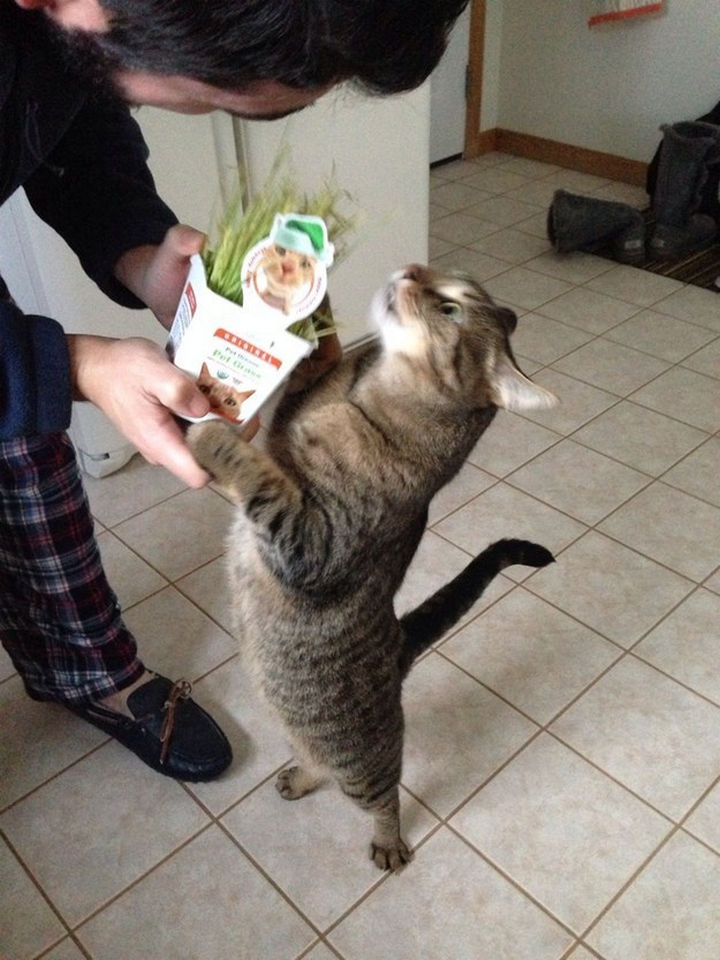 30 Funny Cat Pictures - "This is all for me? Thank you!"
