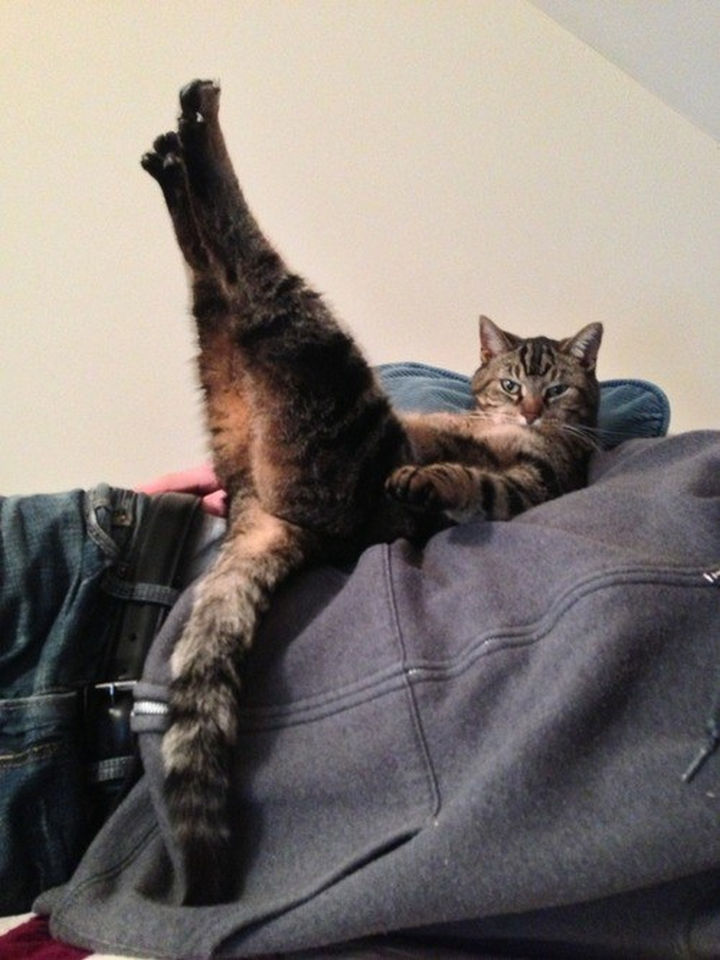 30 Funny Cat Pictures - "Hey, we invented yoga."