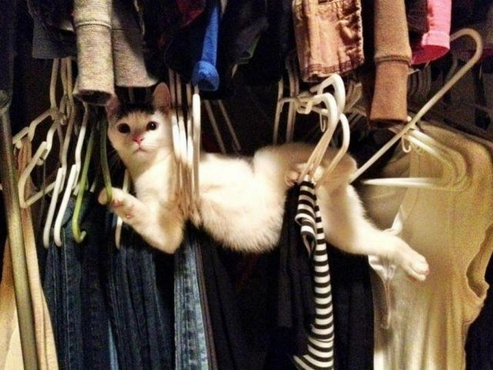 30 Funny Cat Pictures - "What, you've never seen a cat trapped in clothes hangers before?"
