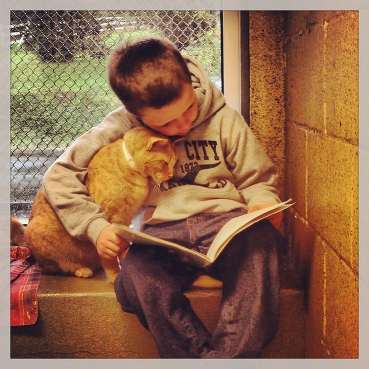 30 Funny Cat Pictures - "Why does this book have so many dog pictures?"