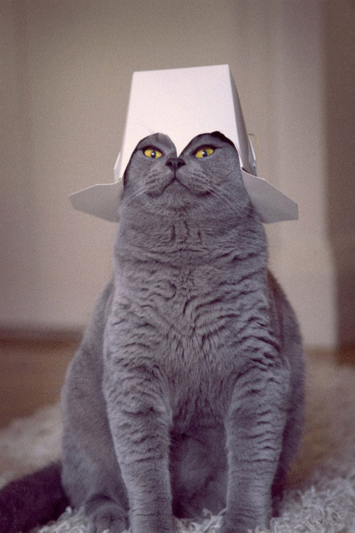 30 Funny Cat Pictures - "I am your new master, bow before me human."