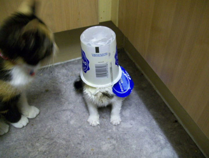 30 Funny Cat Pictures - "The yogurt container fell on my head, I swear. I had to eat it."