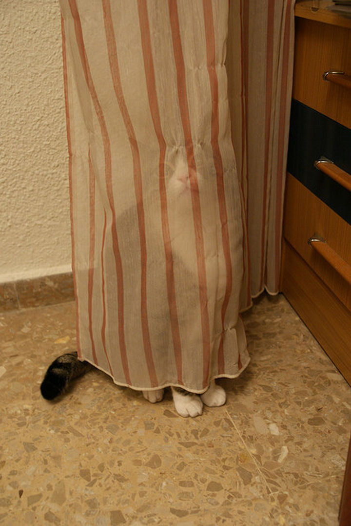30 Funny Cat Pictures - "Ha ha ha, they'll never find me here."