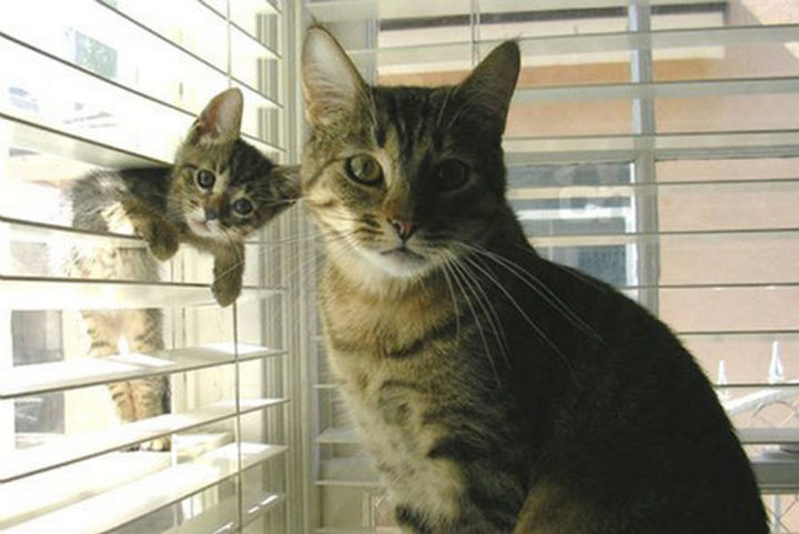 30 Funny Cat Pictures - "We're dusting the blinds."