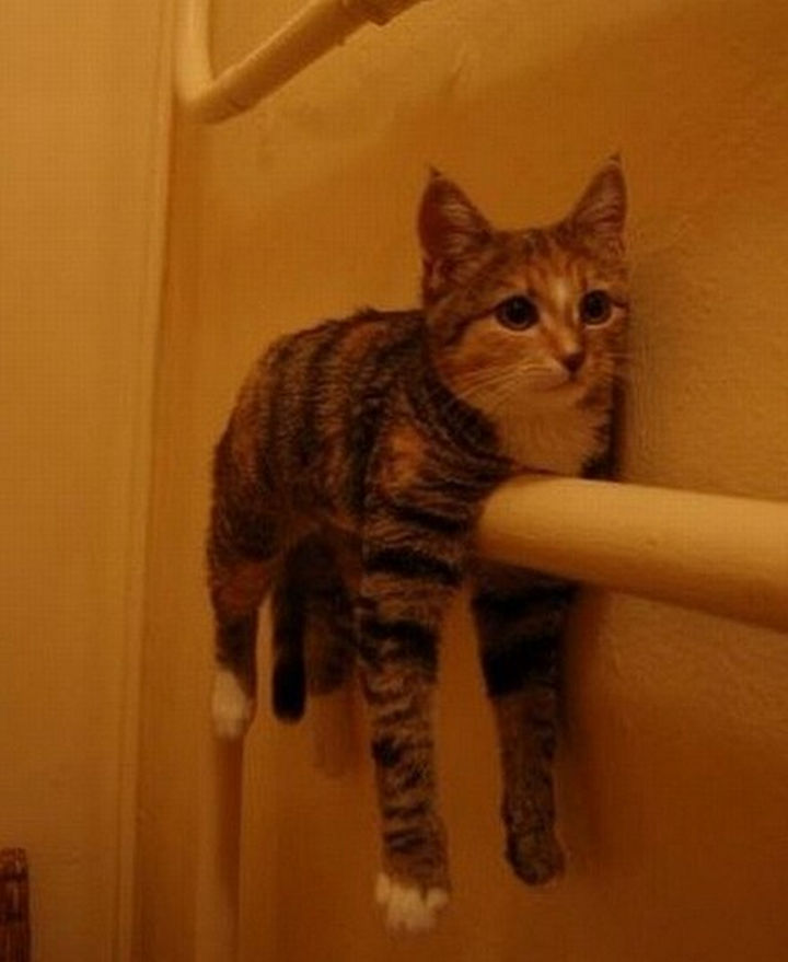 30 Funny Cat Pictures - "This LOOKED like a good idea. But now, not so much."