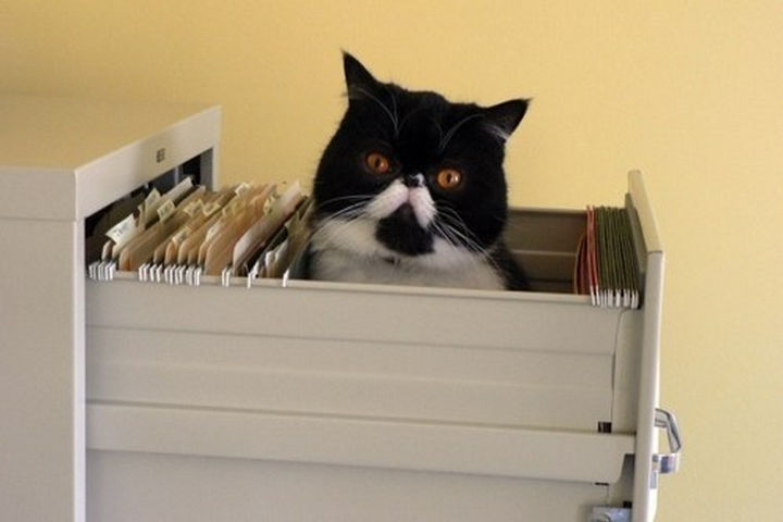 30 Funny Cat Pictures - "Why am I filed under 'liabilities' ?"
