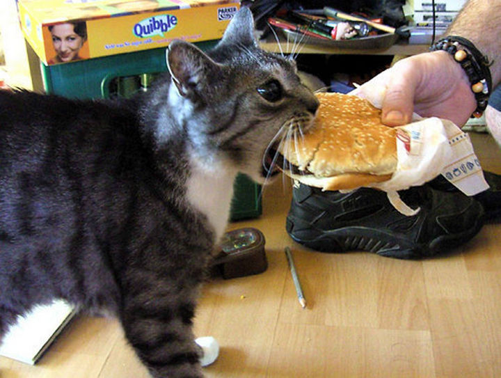 30 Funny Cat Pictures - "Finally, something I could sink my teeth into."