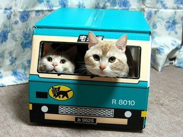 30 Funny Cat Pictures - "Slow down! You're going to kill us both."