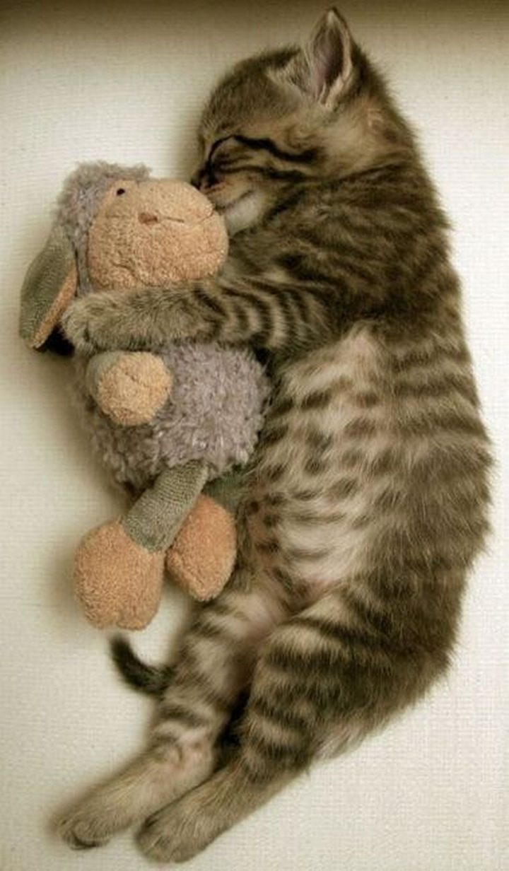 30 Funny Cat Pictures - "Let's cuddle, you little munchkin."