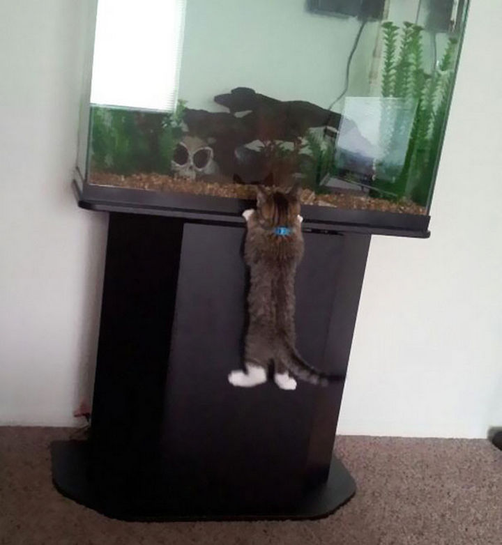 30 Funny Cat Pictures - "Must. Get. Fish."