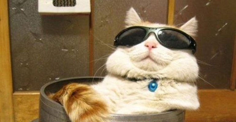 30 Cats That Prove Being Silly Is Their Job. Making Us Smile like a Boss.
