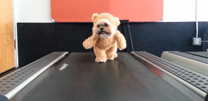 A Dog on a Treadmill Dressed as a Teddy Bear Is so Cute.