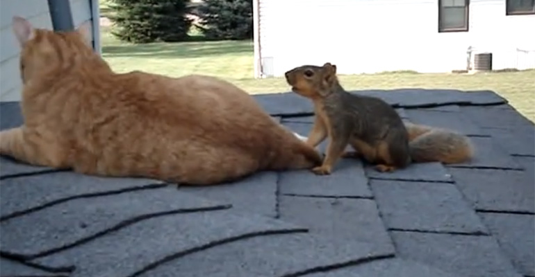 Cat and squirrel playing like they're the best of friends.