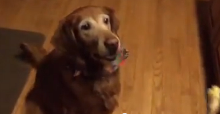 Dogs Are Generally Good at This but This Dog Is Adorably Bad but Gives It Her Best