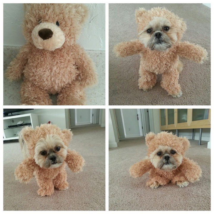 Munchkin the Shih Tzu Dressed as a Teddy Bear.