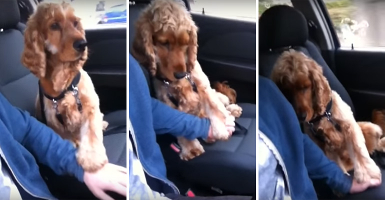 Nervous Dog Wants To Hold Hands While Driving