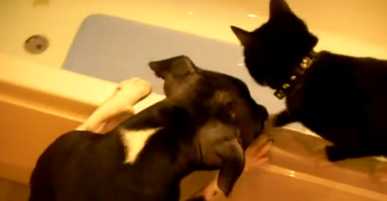 Dog Pushes a Cat Into the Tub to Get His Toy.