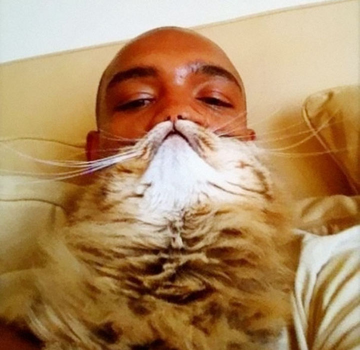 The cat beard photo that started it all in 2011 by Tumbler user Catasters.