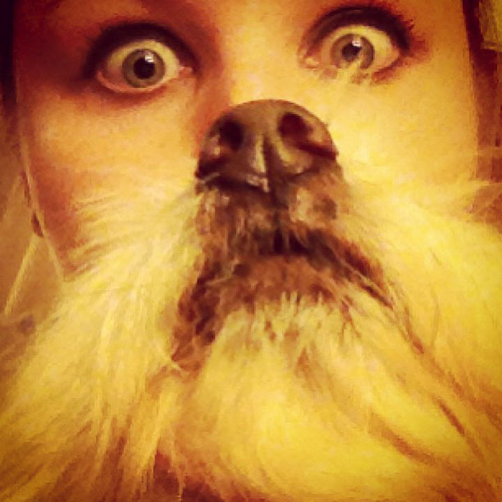 20 Funniest Dog and Cat Beards Ever - Dogbearding done right.