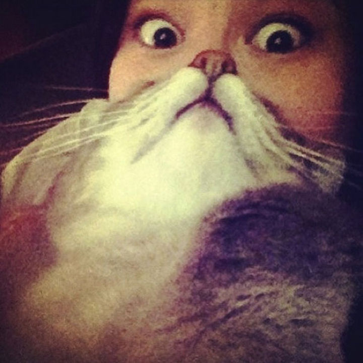 20 Funniest Dog and Cat Beards Ever - Human...are you taking my picture?