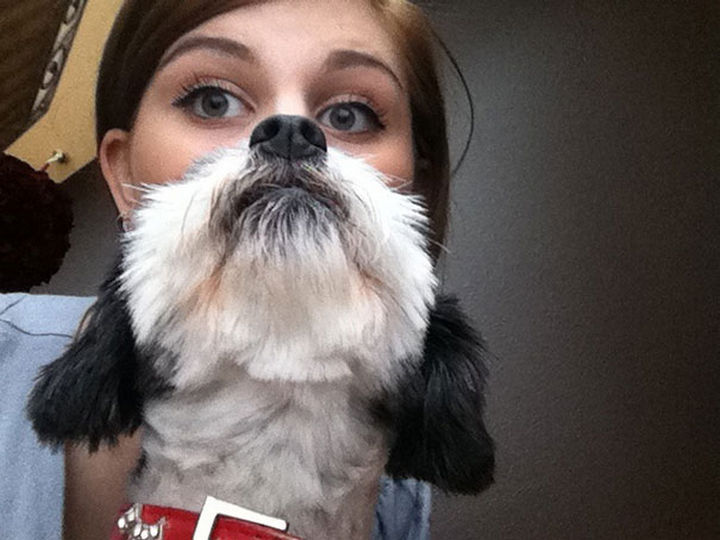 Don't mess with this dog beard, it's perfect.