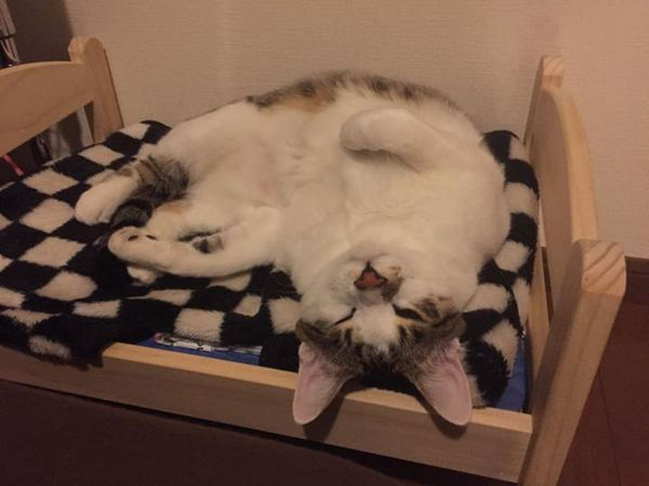 Oh my! This cat is having the nap of her life.