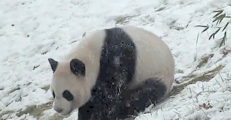 A Panda Is Cute but a Panda Sliding in the Snow Will Make Your Head Explode