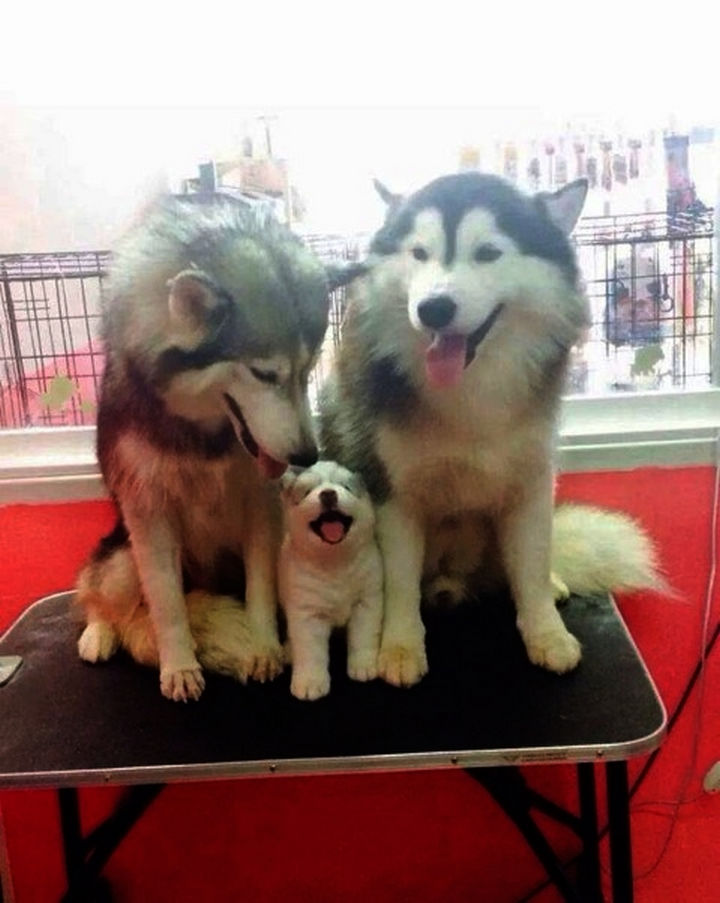 20 Animal Families - Beautiful huskies with their young one.