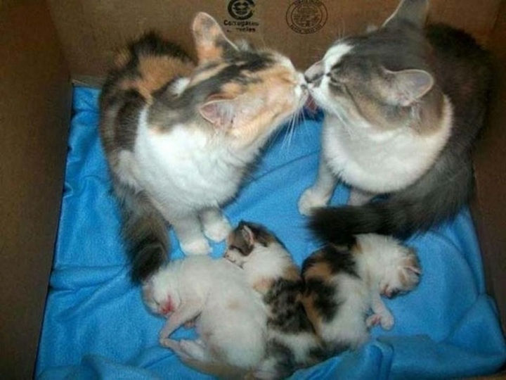 20 Animal Families - Cats celebrating their new litter of kittens.