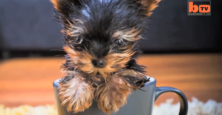 This Tiny Terrier Is So Small That It Could Hide Behind a Soft Drink Can