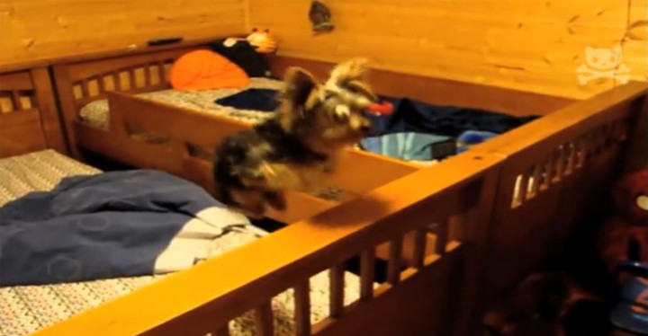 Yorkie Jumping for a Hamster Between Beds Like a Trampoline.