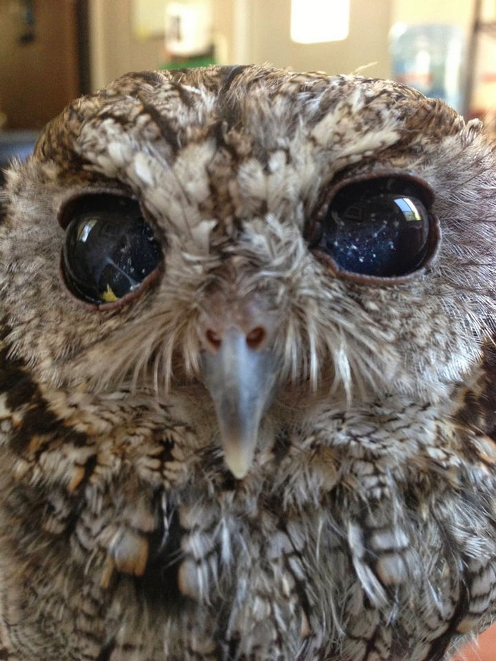 You could get lost in his starry eyes. Zeus is a blind owl that was found on a family’s porch.