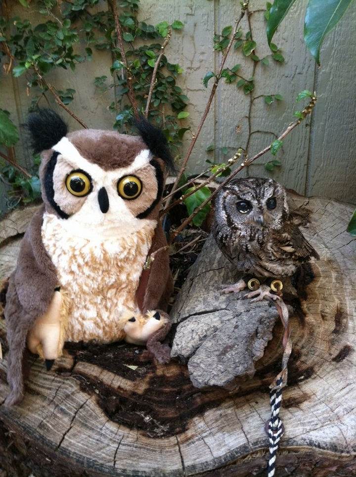 Awww, Zeus loves his plush owl toy.