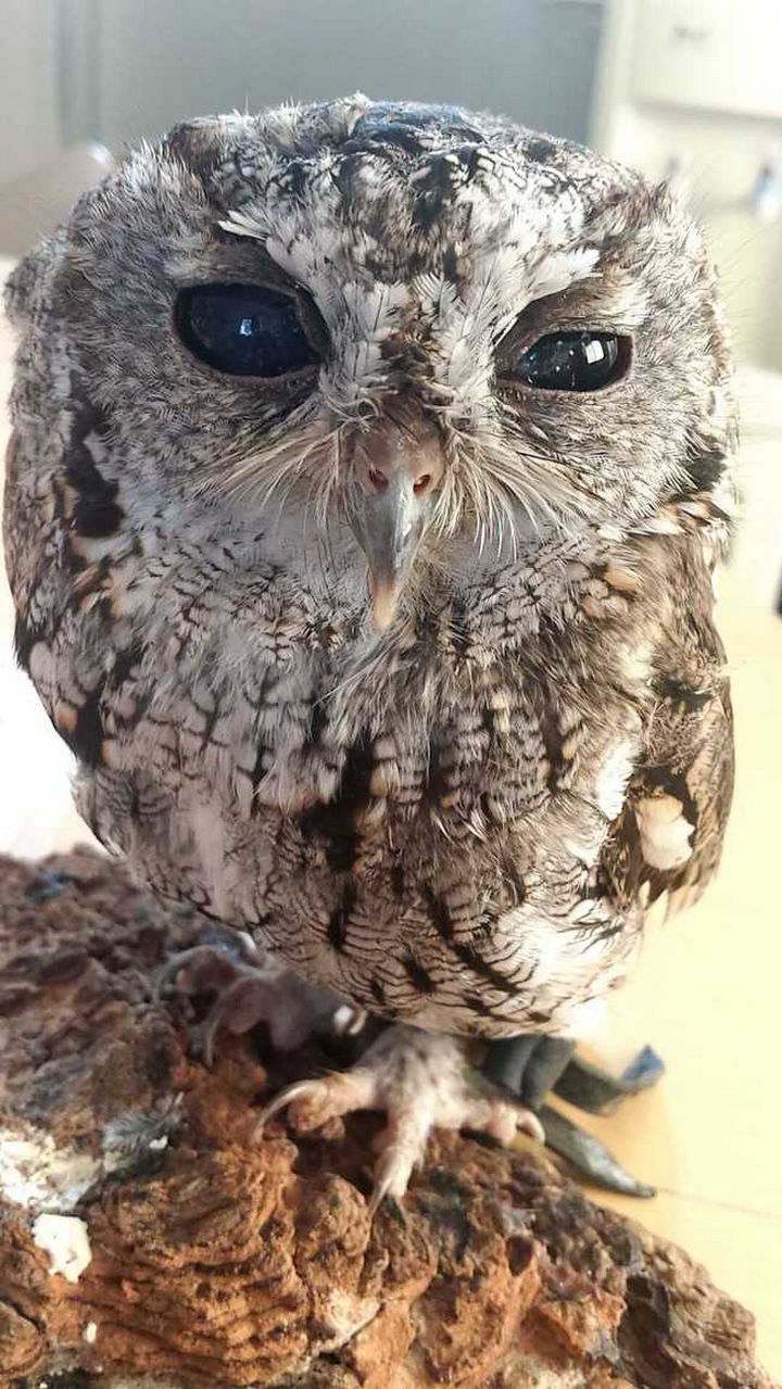 Zeus' eye condition does not cause him any pain and he's completely healthy. He lives at the Wildlife Learning Center and the staff simply adore him.