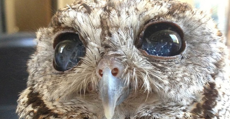 Zeus Is a Blind Owl but You Can See the Universe in His Eyes