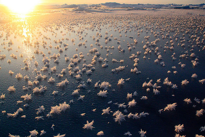 22 Ice and Snow Formations - Frost flowers floating in the Arctic ocean.