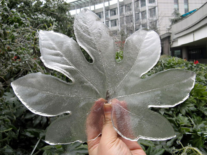 22 Ice and Snow Formations - Ice forming on leaves after an ice storm in China.