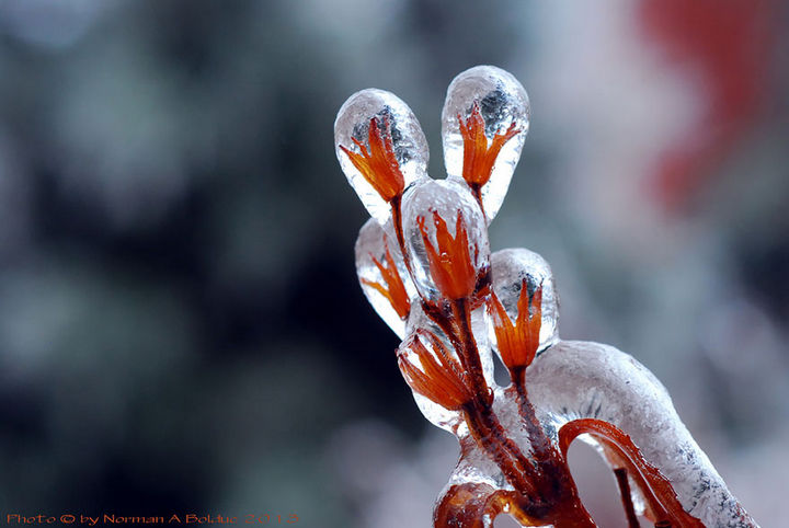 22 Ice and Snow Formations - Flowers after an ice storm in Toronto, Canada.