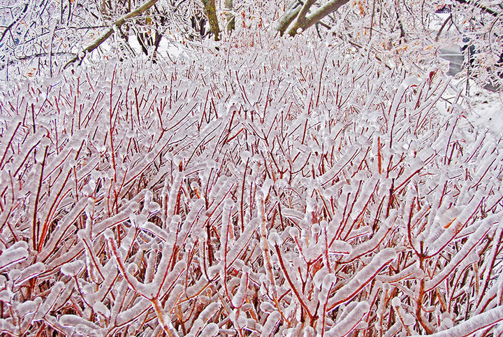 22 Ice and Snow Formations - Icicle bush.