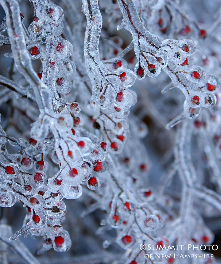 22 Ice and Snow Formations - Frozen berries after an ice storm in Wakefield, New Hampshire.
