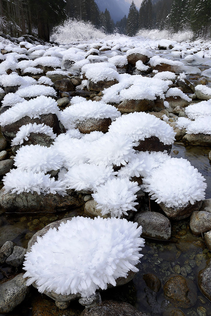 22 Ice and Snow Formations - Ice blossoms.